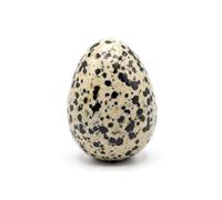 Prajet Energized Dalmatian Jasper Gemstone Egg 45-50 mm Hand Carved Crystal Altar Healing Devotional Focus Spiritual Chakra Cleansing