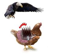 pranovo Chicken Saddle Prevent Eagle Raptor Proof Chicken Vests Chicken Shield Saddle for Raptor Hen Protector with Long Bird Spikes and Reflective Tape Keep Poultry Protected, Count, Normal