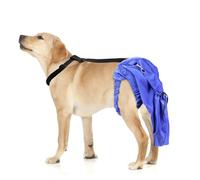 Pranovo Dog Tail Guard - Protects Dogs' Tails from Injuries - Adjustable, Breathable, Simple Style - Blue, Large