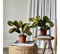 Prayer Plant House Plant Bundle