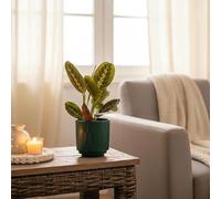 Prayer Plant Houseplant in Forest Ceramic Pot - Indoor Live Plant with Pot Included - Luxe Leaf Plants UK