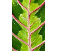 Prayer Plant Leaf A5 Glossy Hardback Lined Notebook: Leaf Journal, Gift for House Plant Lover, Botanist Stocking Filler