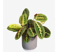Prayer Plant Maranta Fascinator - Indoor Houseplant for Home & Office - Air-Purifying Easy-Care Greenery
