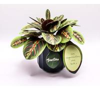 Prayer Plant Paper Craft Kit | Maranta DIY Houseplant Gift | No-Glue No-Scissors Activity | Includes Real Ceramic Pot | Unique Mindful Gift for Her | Birthday Housewarming 1st Anniversary Present