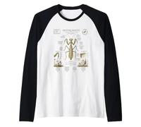 Praying Mantis Anatomy Vintage Field Guide Art Raglan Baseball Tee