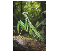Praying Mantis Jigsaw Puzzles for Adults & Kids 1000 Piece Wooden Puzzle Precise Interlocking Educational Game Challenge Toy 78×53cm