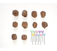 Praying Mantis Ootheca Egg Case Habitat Kit with(Ten Egg Cases) - Equipped with 10 pins to Nail the Mantis Ootheca to the Trunk, Release the Mantis into Nature,stem Toys,Perfect for STEM Education