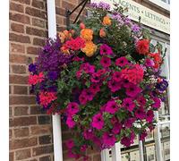 Pre-Planted Hanging Basket Mixed Flowers Half-Hardy Annual Flowers Low Maintenance Hanging Baskets for Long-Lasting Summer Displays 2 x 20cm Pre-Planted Hanging Baskets by Thompson and Morgan