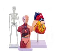 PreAsion 3-Piece Human Anatomy Learning Kit, 45cm Movable Mini Skeleton, 26cm 15-Part Detachable Torso Organ Model, Life Size Dissectible Heart Model