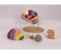 PreAsion Human Brain Model 2X Life-Size, 4-Part Magnetic Detachable Brain Anatomy with 131 Numeric Identifiers, 9-Color 3D Model for Learning