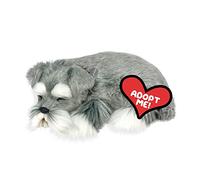 Precious Petzzz - Schnauzer