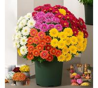 Precisety Artificial Mums, Precisety Lifelike Sunset Mums, Artificial Outdoor Sunset Mum Flowers, Fake Fall Flower Daisy with Eucalyptus, Waterproof, Windproof for Fall (A,5)