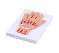 Precisions 3D Printed PVC Anatomical Wrist Joint Model with Detachable Layer for Medicals Education and Training Accurate Human Wrist Joint Structure Model with Removable Parts for Clinical Teaching