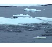 Predators of the Deep