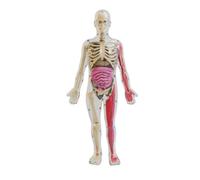 predolo Glow-in-the-Dark Model Detachable Organ Model Learning Aid, Glow-in-the-Dark Human Body Model Assembled
