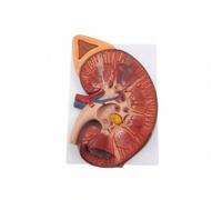 predolo Human body part Model Educational body part Model Accurate for Teachers, Research Facility, 3 Times Enlarged Kidney Model