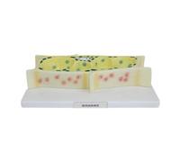 predolo Plant Cell Model, Science Projects for 6, 7, 8, 9, And 10 Year Olds, Birthday Toy, Life Science Toy, Cell Model