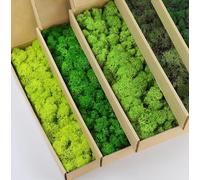 prefleur 5 Color Mix Pack Preserved Reindeer Moss Natural Green DIY Kit Gardenning Art Wall Decor Florist Decor (1 lb)(Green-01 Green-02 Green-03 Green-06 Green-12)