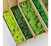 prefleur 5 Color Mix Pack Preserved Reindeer Moss Natural Green DIY Kit Gardenning Art Wall Decor Florist Decor (1 lb)(Green-01 Green-02 Green-03 Green-04 Green-11)