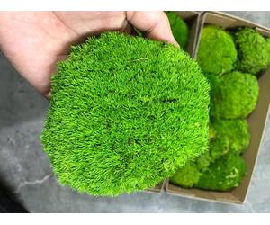 prefleur Preserved Pole Moss Pillow Bun Cushion Green Natural DIY Kit Terrariums Gardenning Art Wall Decor Florist Decor Easter Table Wedding (Green, 1.5 sq.ft.)