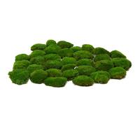 prefleur Preserved Pole Moss Pillow Bun Cushion Natural Green Decorative Real Natural Green DIY Kit Terrariums Gardenning Art Wall Decor Florist Decor Easter Table Wedding (Green-C, 1.5 sq.ft.)