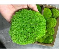 prefleur Preserved Pole Moss Pillow Bun Cushion Natural Green Decorative Real Natural Green DIY Kit Terrariums Gardenning Art Wall Decor Florist Decor Easter Table Wedding(Green-B, 1.5 sq.ft.)
