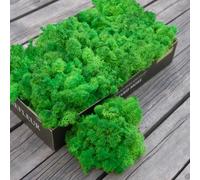 Prefleur Preserved Reindeer Craft Moss Natural Green DIY Kit Gardenning Art Wall Decor Florist Easter Table Decor Wedding Decor (0.85lb)(Green-14)