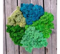 Prefleur Preserved Reindeer Mix Craft Moss Natural Green DIY Kit Gardenning Art Wall Decor Florist Easter Table Decor Wedding Decor (1lb)(Green-7 Green-5 Green-10-1Green-14 Green-16)(Style-21)