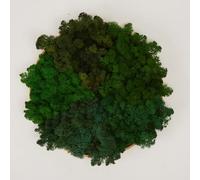 Prefleur Preserved Reindeer Mix Craft Moss Natural Green DIY Kit Gardenning Art Wall Decor Florist Easter Table Decor Wedding Decor (1lb)()(Style-19)