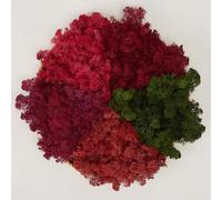 Prefleur Preserved Reindeer Mix Craft Moss Natural Green DIY Kit Gardenning Art Wall Decor Florist Easter Table Decor Wedding Decor (1lb)()(Style-17)