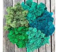 Prefleur Preserved Reindeer Mix Craft Moss Natural Green DIY Kit Gardenning Art Wall Decor Florist Easter Table Decor Wedding Decor (1lb)(Green-9 Green-13 Green-10-2 Green-16 Green-17)(Style-30)