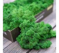 Prefleur Preserved Reindeer Moss Natural Green DIY Kit Terrariums Gardenning Art Wall Decor Florist Easter Table Decor Wedding(0.85lb)(Green-05)
