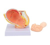 Pregnancy Anatomical Demonstrator, 9 Month Fetus Maternal Pelvis Model, Detachable Gestational Education Tool for Medical Clinical Training