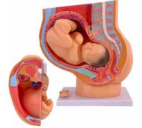 Pregnancy Anatomical Models Human Pregnancy Pelvis Anatomy Model with Removable Pregnancy 9 Months Baby Fetus Model Childbirth Education Tools for Human Anatomy and Physiology Education