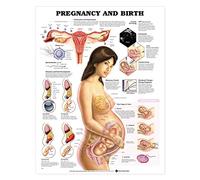 Pregnancy and Birth Chart