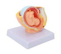 Pregnancy Female Pelvis Model-Pvc Pelvic Model Labor Simulator Pregnancy For Medical Teaching In Nursing