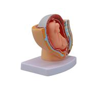 Pregnancy Fetal Development Model for Clinical Training