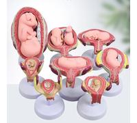 Pregnancy Fetus Development Process Model, High Simulation, PVC Material, Human Embryo/Fetus Development In Utero 8Pcs