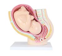Pregnancy Pelvis Anatomy Model with Removable 9-Month Fetus, 43CM Large Life Size Model Shows 40 Anatomical Features Human Model