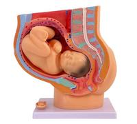 Pregnancy Pelvis Anatomy Model with Removable Fetus for Childbirth Education and Obstetrics Teaching