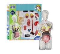 Pregnancy Skeleton Model Educational Toy - Anatomy Models Human Body Teaching Aid Tools Students School Home Preschool Biology Experiments Detailed Size