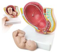 Pregnant Human Female Pelvis with Pregnancy 9 Months Baby Fetus Mode 1/2 Life Size with Removable Organs, 2-Parts, for Science Classroom Study Display
