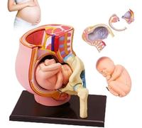 Pregnant Pelvis Model Human Pregnancy Fetal Development Toy, 9th Month Embryonic Anatomical Science Model for Educational Purposes