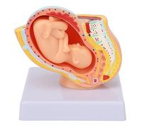 Pregnant Woman Anatomical Pelvis Model Human Female Pelvic Section Pregnancy Anatomical Model Nine Months Baby Fetus Model Life Size with Removable Organs