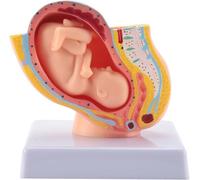 Pregnant Woman Anatomical Pelvis Model, Life Size Human Female Pelvic Section Pregnancy Anatomical Model Nine Months Baby Fetus Model with Removable Organs