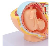 Pregnant Woman Anatomical Pelvis Model, Removable Pregnancy 9 Months Baby Fetus Model, High Simulation Female Pelvic Pregnancy Anatomical Model with Detachable Fetus for Medical Te