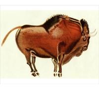 Prehistoric Cave Painting of a Bull, Altamira, Spain Print - Print 10"x8" (25x20cm) (5878525)