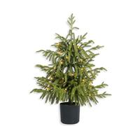 Prelit Artificial Norfolk Pine Tree - 2FT / 60CM Faux Prelight Christmas Tree with 30 Led Potted Plants Real Touch for Indoor Outdoor Home Front Porch Christmas Decor