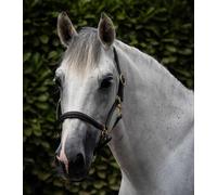 Premier Equine Padded Leather Headcollar - Black - Size: Full