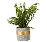 Premier Housewares Boston Fern Succulent/Artificial Boston Fern Plant Plastic Fern Leaves/Fern Leaves Succulent Plants/Large And Small Succulent Plants / W28 x D28 x H31cm.
